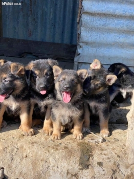 Cachorros pastor alemán