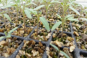 Vermiculita acondicionador sustrato para plantas