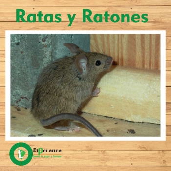 Tratamiento para ratones ratas y roedores