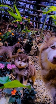 Venta de perros husky siberianos  en santo domingo dn