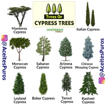 Aceite esencial puro original de cipress cypress cipres