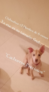 Chihuahua 2