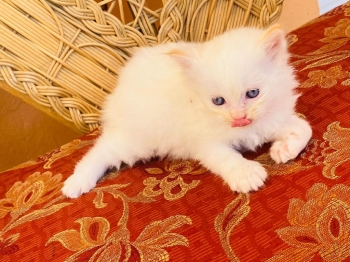 Gatos gata gatas gato gatito gatita persa persas persa himalaya himala