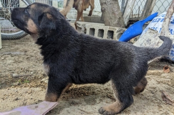 Oferta cachorro pastor aleman hembra en santiago  vacuna al dia