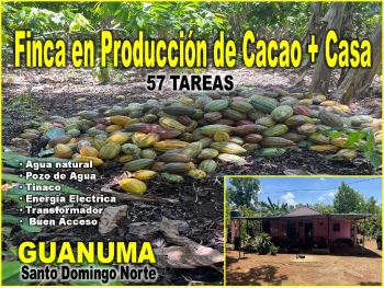 Finca 57 tareas en producción de cacao   casa guanuma santo domingo no