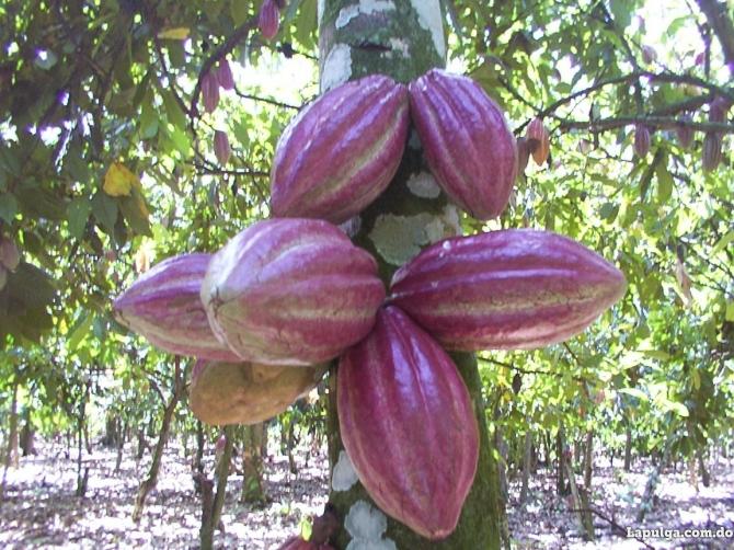 varias Fincas de cacao Foto 5753397-2.jpg