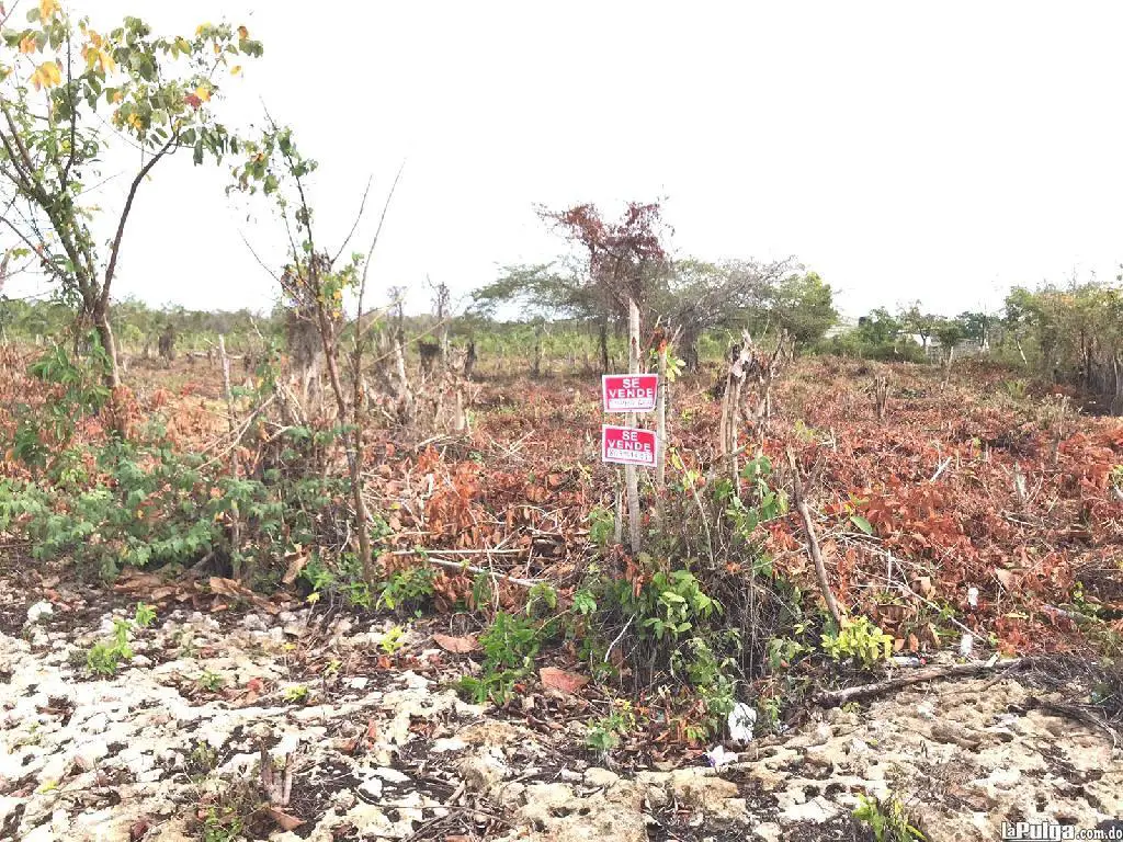 solar en veron punta cana con título lapulga do La Pulga Virtual