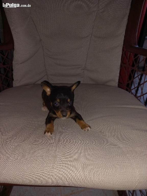 Chihuahua  Foto 7136053-1.jpg