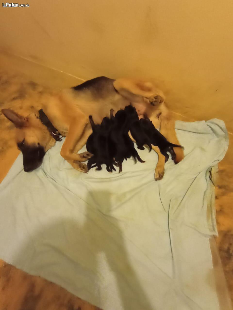 Cachorros de Pastor Aleman 2 semanas de nacidos. Desparacitados Foto 7150318-5.jpg
