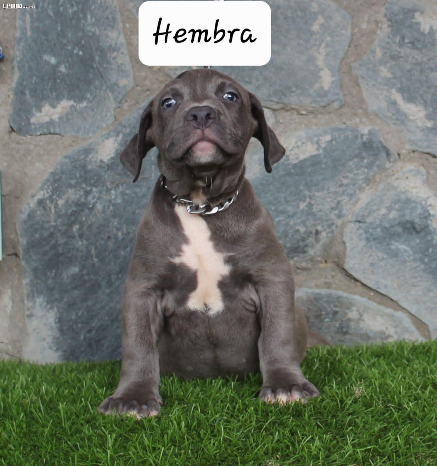 Hermos cachorros American Bully XL con pedigrí disponibles.  Foto 7154881-2.jpg