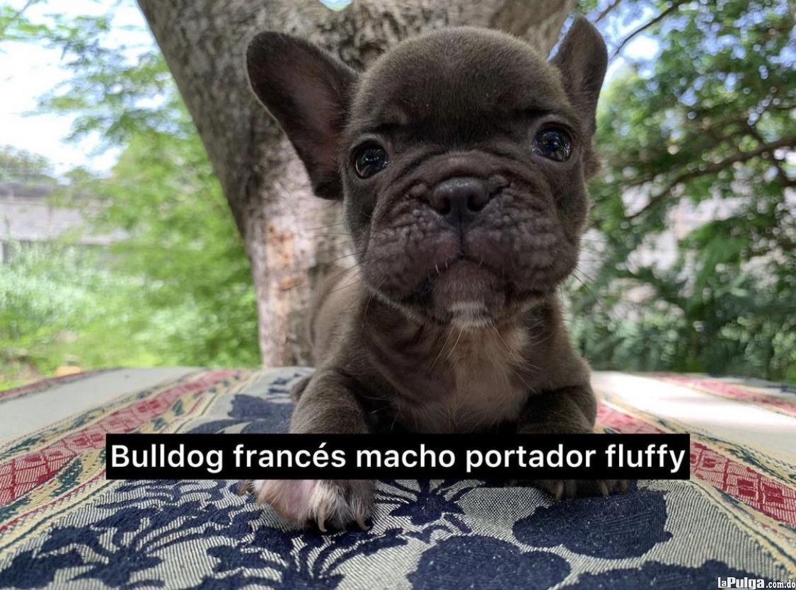 Bulldog francés  Foto 7160227-1.jpg