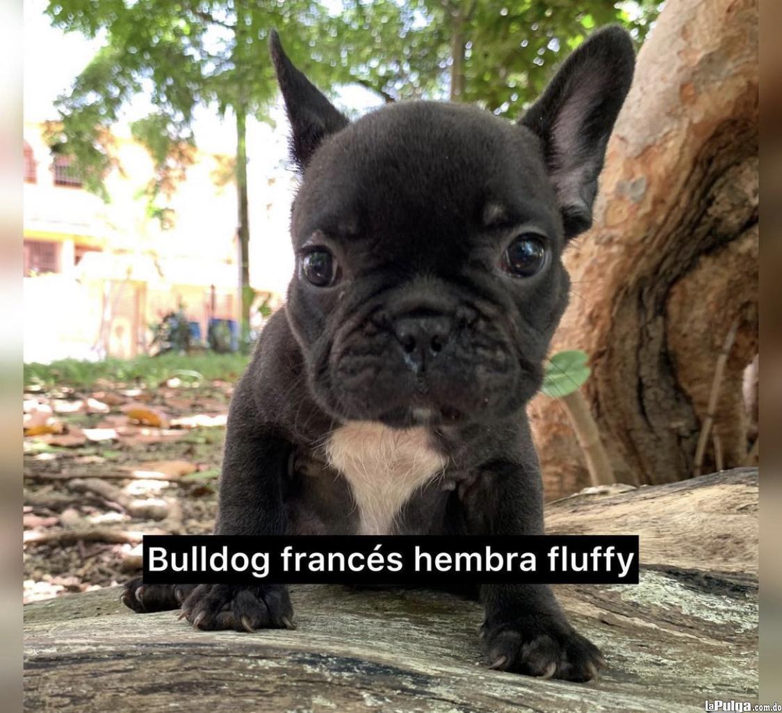 Bulldog francés  Foto 7160227-2.jpg
