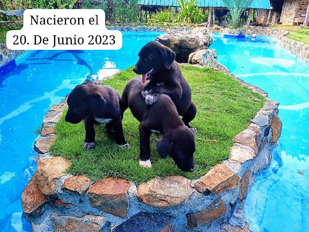 Cachorros Gran Danés en Dajabón Foto 7174898-5.jpg