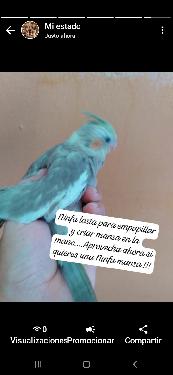 Aves de todas las razas papillera joven y ya reproductora. Foto 7200492-4.jpg