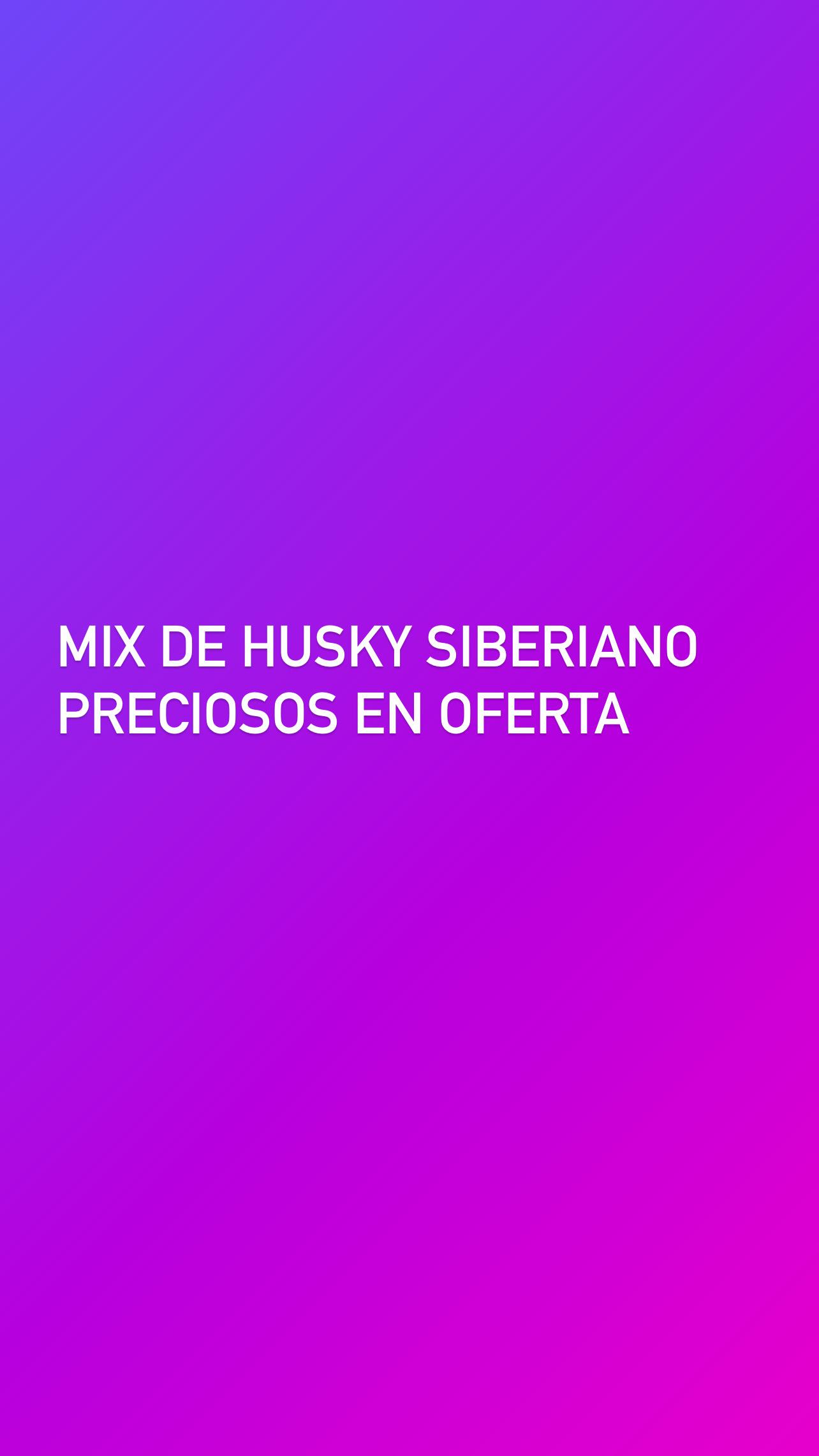 Mix husky siberiano Foto 7206498-4.jpg