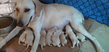 Perro labrador perro bueno para los  niño y buena compañia
