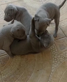 Cachorros pitbull blue