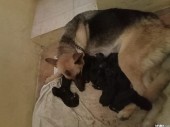 Cachorros de pastor aleman 2 semanas de nacidos. desparacitados