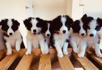 Cachorros border collie