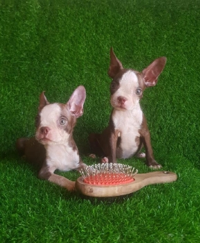 Inigualables boston terrier chocolate cachorros