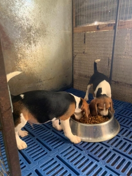 Oferta cachorro beagle hembra en santo domingo con su vacuna