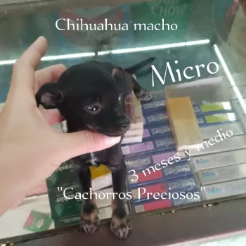 Chihuahuai micro