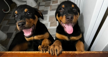 Oferta cachorro rottweiler ambos sexo en santo domino y vacunado