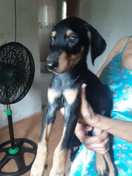 1 doberman puro   en la altagracia