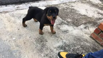 Oferta cachorro rottweiler hembra en santo domingo vacunado