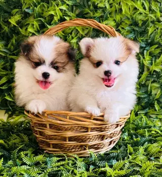 Pomerania hembra y macho - 6 semanas