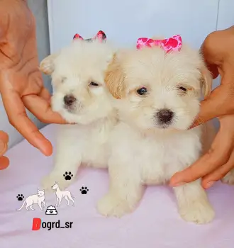 Maltipoo ambos sexos