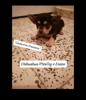 Chihuahua mini/toy o enano