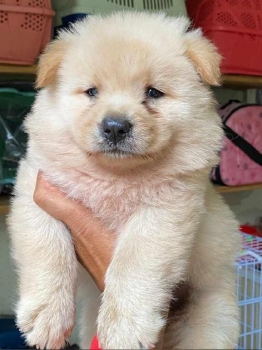 Chow chow ambos sexos