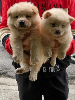 Chow chow ambos sexos