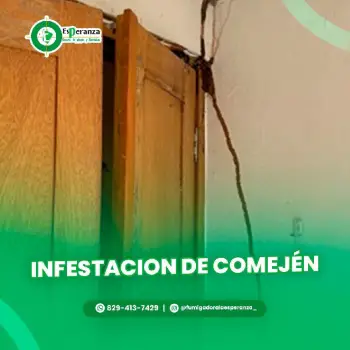 Fumigación contra comején