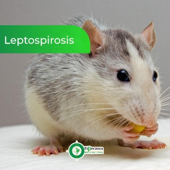 La leptospirosis