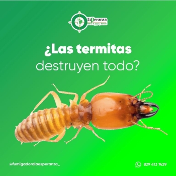 Las termitas
