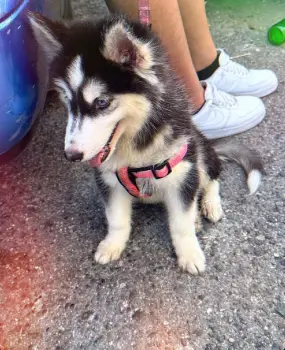 Oferta cachorro husky macho en santo domingo y vacuna al dia