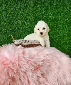 Oferta cachorro maltipoo hembra en santo domingo y vacuna al dia