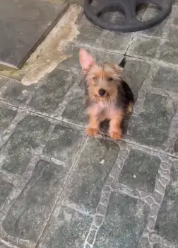 Oferta cachorro yorkie hembra en santo domingo y vacunado