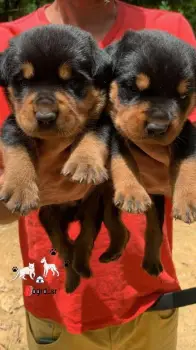 Rottweiler ambos sexos