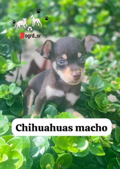 Chihuahua ambos sexos