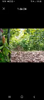 Vendo finca de 115 tarrea de cacao