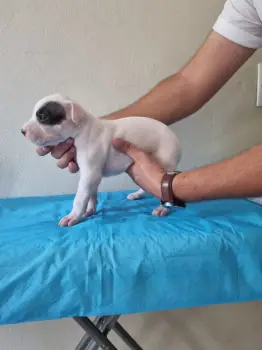 Cachorros dogo argentino