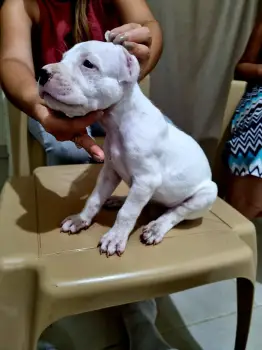 Dogo argentino puppies