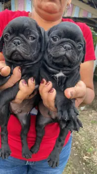 Cachorros pug