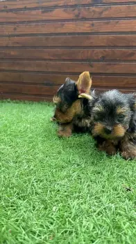 Yorkie mini