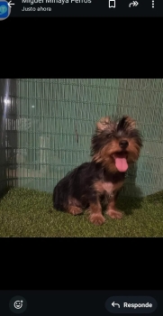 Yorkishire terrier hrmbra y macho