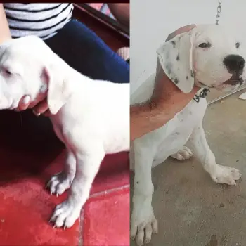 Cachorros dogo argentino con pedigri