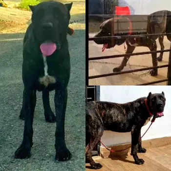 Perro de presa canario